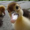 Baby duck two
